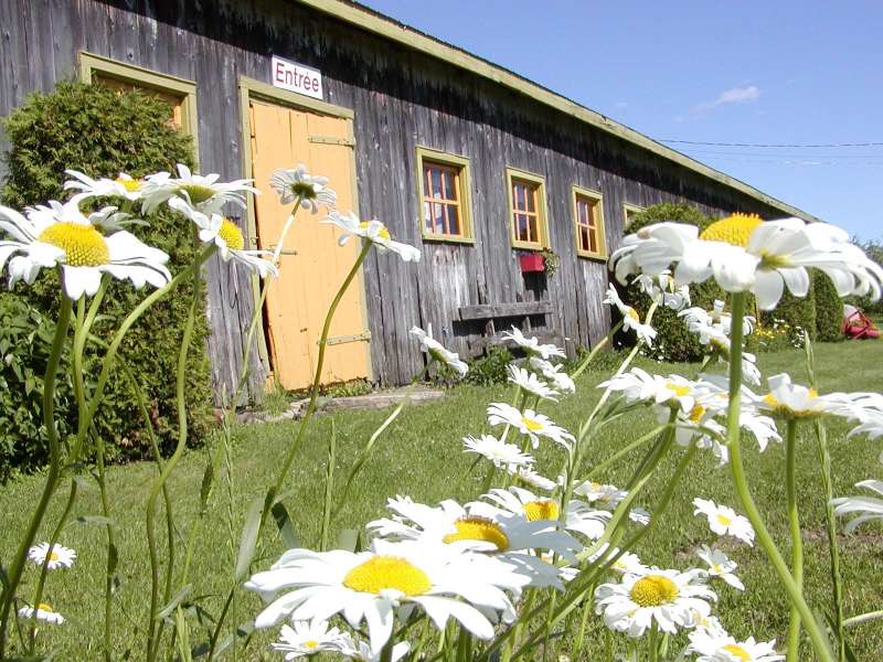 Grange Verte Devant Et Marguerite